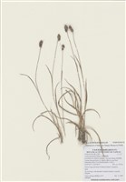 藏品(臺灣地楊梅)的圖片